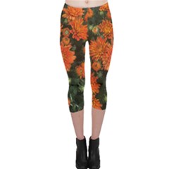 Orange Fall Mums Capri Leggings  by bloomingvinedesign