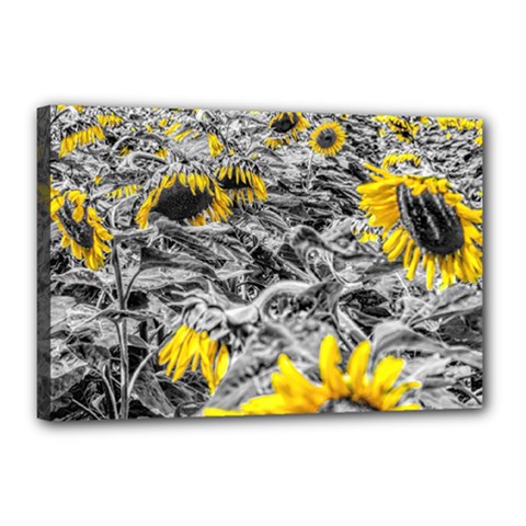 Sunflower Field Girasol Sunflower Canvas 18  X 12  (stretched)