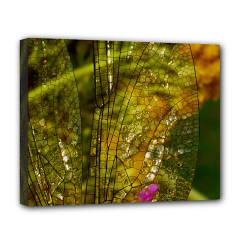 Dragonfly Dragonfly Wing Close Up Deluxe Canvas 20  X 16  (stretched)