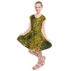 Dragonfly Dragonfly Wing Close Up Kids  Short Sleeve Dress by Sapixe