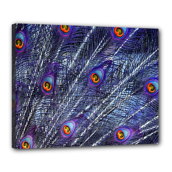 Peacock Feathers Color Plumage Blue Canvas 20  x 16  (Stretched)