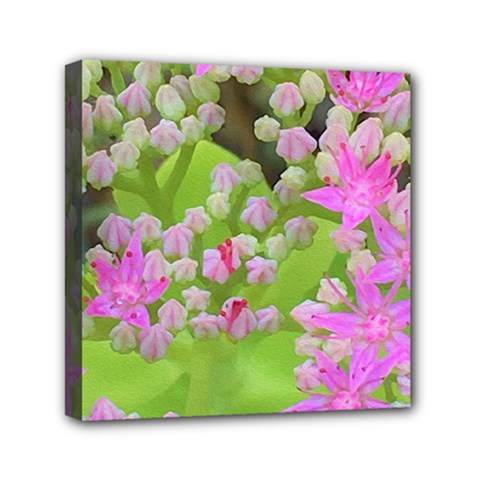 Hot Pink Succulent Sedum With Fleshy Green Leaves Mini Canvas 6  X 6  (stretched) by myrubiogarden