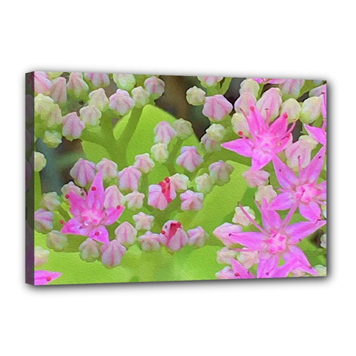 Hot Pink Succulent Sedum With Fleshy Green Leaves Canvas 18  x 12  (Stretched)