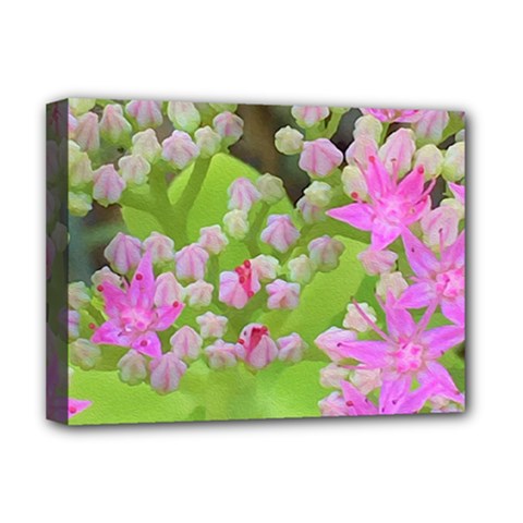 Hot Pink Succulent Sedum With Fleshy Green Leaves Deluxe Canvas 16  X 12  (stretched)  by myrubiogarden