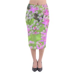 Hot Pink Succulent Sedum With Fleshy Green Leaves Velvet Midi Pencil Skirt by myrubiogarden