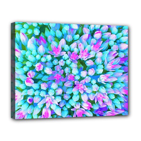 Blue And Hot Pink Succulent Sedum Flowers Detail Canvas 14  X 11  (stretched) by myrubiogarden