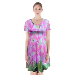 Hot Pink And White Peppermint Twist Garden Phlox Short Sleeve V-neck Flare Dress by myrubiogarden