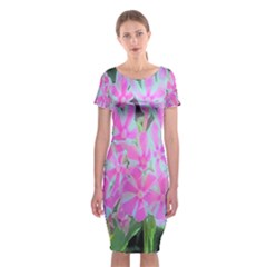 Hot Pink And White Peppermint Twist Garden Phlox Classic Short Sleeve Midi Dress by myrubiogarden