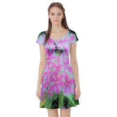 Hot Pink And White Peppermint Twist Garden Phlox Short Sleeve Skater Dress