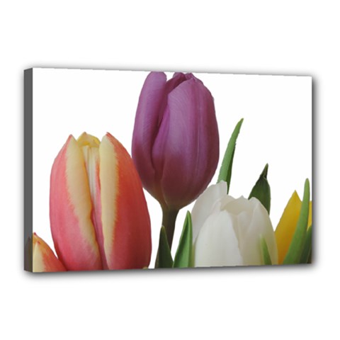 Tulips Bouquet Canvas 18  X 12  (stretched) by picsaspassion