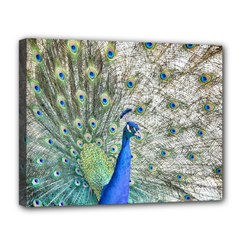 Peacock Bird Colorful Plumage Canvas 14  X 11  (stretched) by Wegoenart