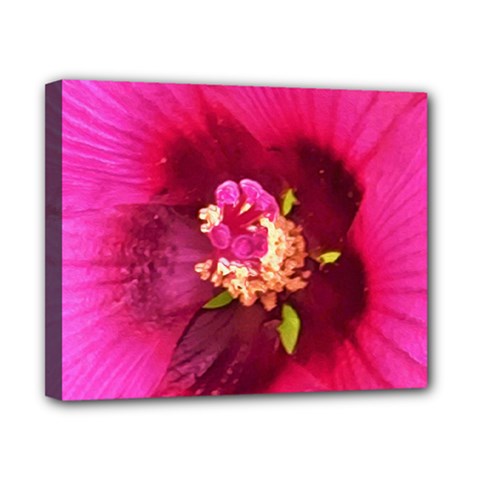 Deep Pink And Crimson Hibiscus Flower Macro Canvas 10  X 8  (stretched) by myrubiogarden