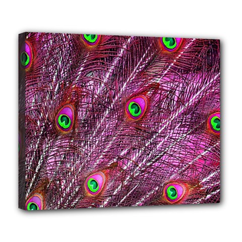 Red Peacock Feathers Color Plumage Deluxe Canvas 24  X 20  (stretched) by Pakrebo