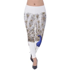 Peacock Colorful Bird Feather Blue Velvet Leggings by Wegoenart