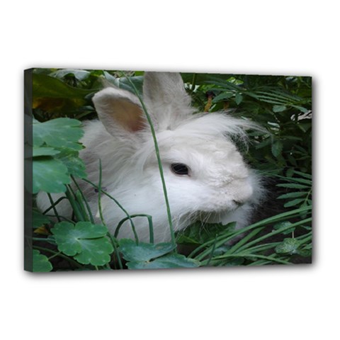 Adorable White Bunny Rabbit Canvas 18  X 12  (stretched) by SimplyNature