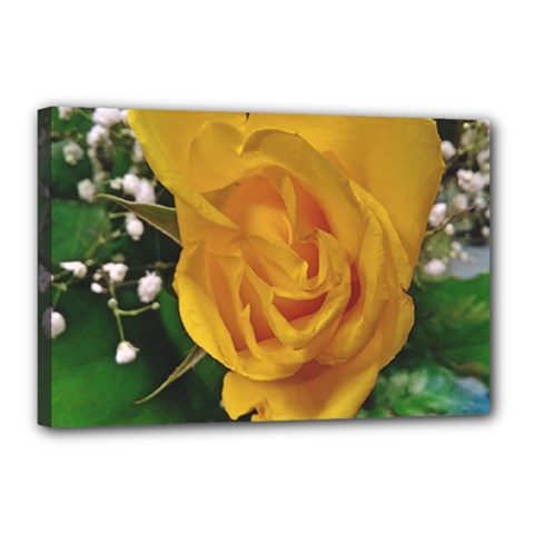 Yellow Rose Canvas 18  X 12  (stretched)