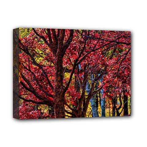 Autumn Colorful Nature Trees Deluxe Canvas 16  X 12  (stretched) 