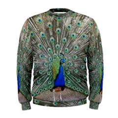 Peacock Bird Animal Feather Men s Sweatshirt by Pakrebo