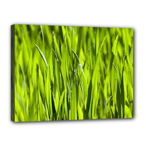 Agricultural Field   Canvas 16  X 12  (stretched) by rsooll