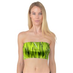 Agricultural Field   Bandeau Top