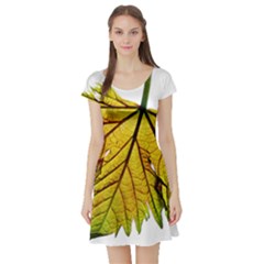 Leaf Grape Vine Sunlight Garden Short Sleeve Skater Dress