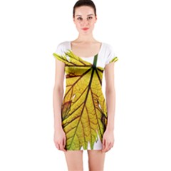 Leaf Grape Vine Sunlight Garden Short Sleeve Bodycon Dress by Pakrebo