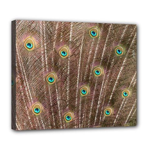 Peacock Feather Bird Exhibition Deluxe Canvas 24  X 20  (stretched)