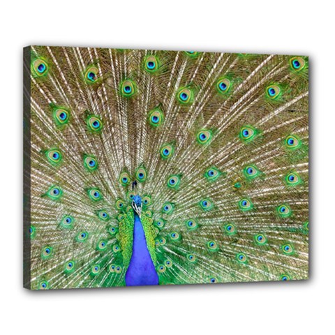 Peacock Color Bird Colorful Canvas 20  X 16  (stretched) by Pakrebo