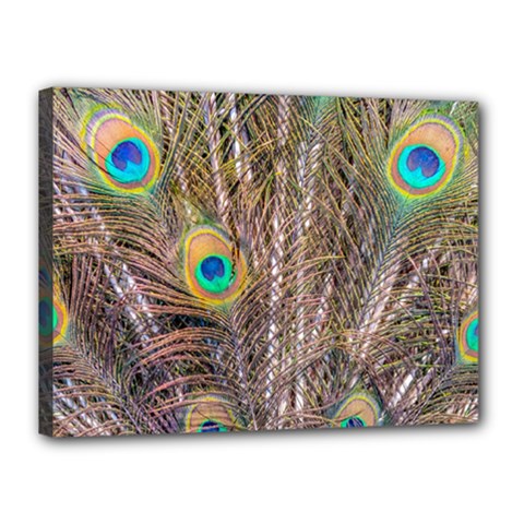 Pen Peacock Wheel Plumage Colorful Canvas 16  x 12  (Stretched)
