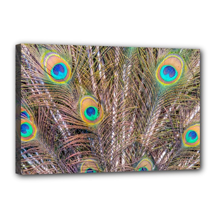 Pen Peacock Wheel Plumage Colorful Canvas 18  x 12  (Stretched)