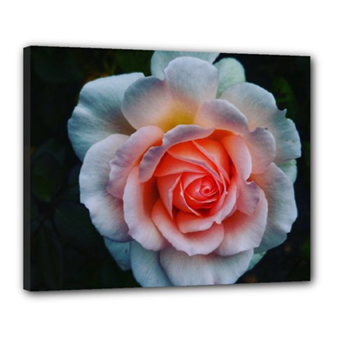 Favorite Rose  Canvas 20  X 16  (stretched)