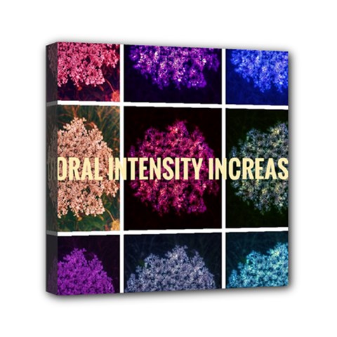 Floral Intensity Increases  Mini Canvas 6  X 6  (stretched)
