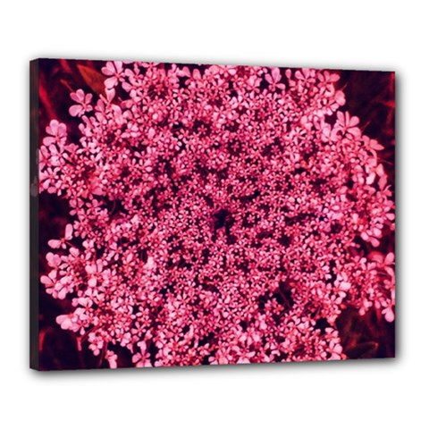 Queen Annes Lace In Red Part Ii Canvas 20  X 16  (stretched) by okhismakingart