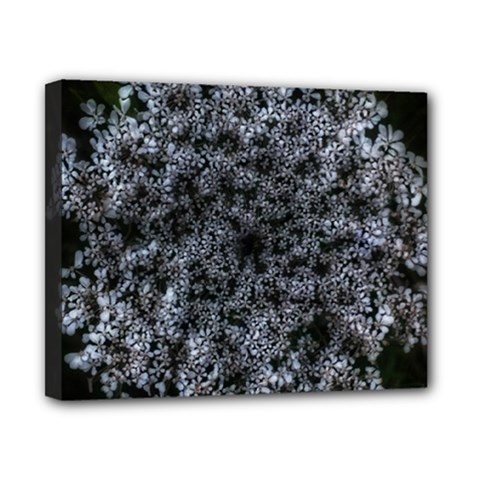 Queen Annes Lace In White Canvas 10  X 8  (stretched) by okhismakingart