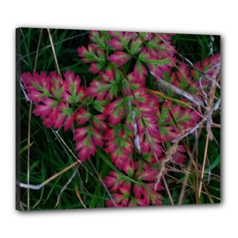 Pink-fringed Leaves Canvas 24  X 20  (stretched) by okhismakingart
