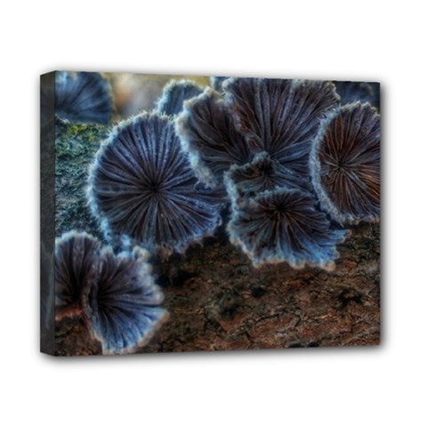 Tree Fungus Canvas 10  X 8  (stretched)
