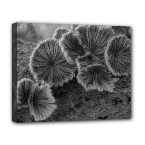 Tree Fungus Black And White Deluxe Canvas 20  X 16  (stretched) by okhismakingart