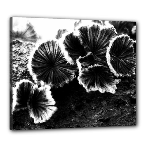 Tree Fungus High Contrast Canvas 24  X 20  (stretched) by okhismakingart