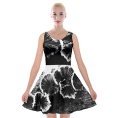 Tree Fungus High Contrast Velvet Skater Dress by okhismakingart