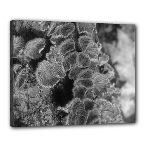 Tree Fungus Branch Vertical Black And White Canvas 20  X 16  (stretched)