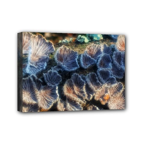 Tree Fungus Branch Mini Canvas 7  x 5  (Stretched)