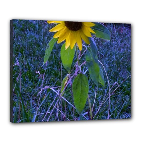 Blue Sunflower Canvas 20  X 16  (stretched)