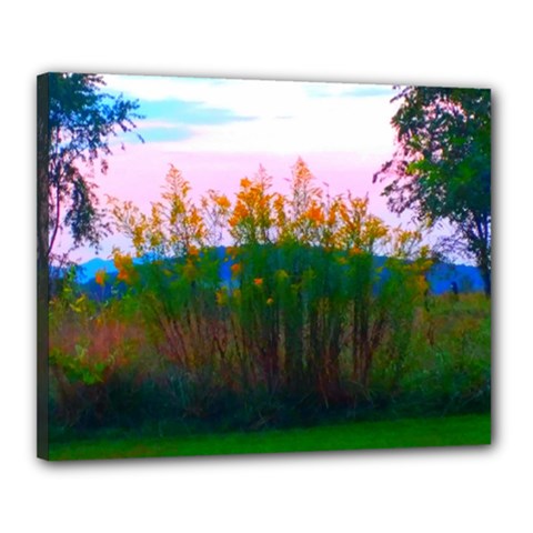 Field Of Goldenrod Canvas 20  X 16  (stretched) by okhismakingart