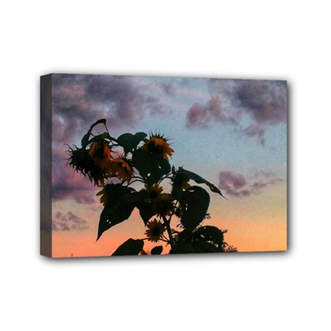 Sunflower Sunset Mini Canvas 7  X 5  (stretched) by okhismakingart