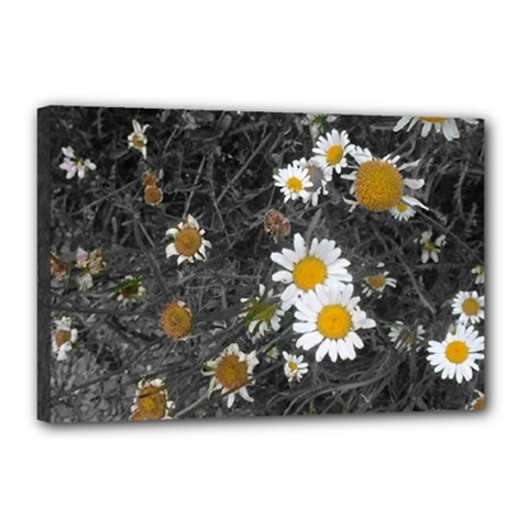 Black And White With Daisies Canvas 18  X 12  (stretched)