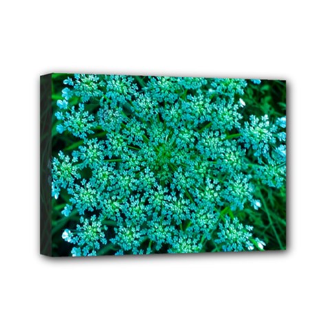 Turquoise Queen Anne s Lace Mini Canvas 7  X 5  (stretched) by okhismakingart