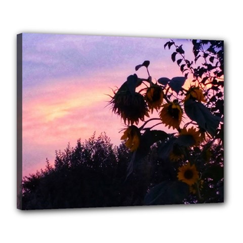 Sunflower Sunset Ii Canvas 20  X 16  (stretched) by okhismakingart