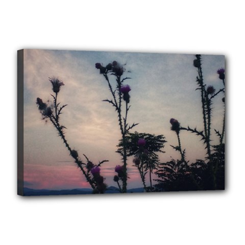 Hazy Thistles Canvas 18  X 12  (stretched)