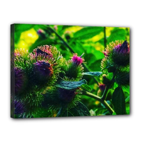 Bur Flowers Canvas 16  x 12  (Stretched)