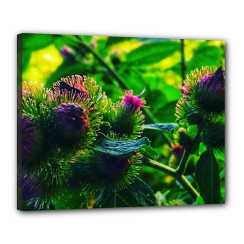 Bur Flowers Canvas 20  x 16  (Stretched)